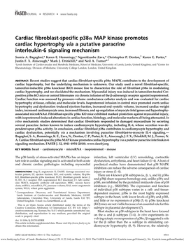 Cardiac Fibroblast-Specific P38a MAP Kinase Promotes Cardiac Hypertrophy Via a Putative Paracrine Interleukin-6 Signaling Mechanism † Sumia A