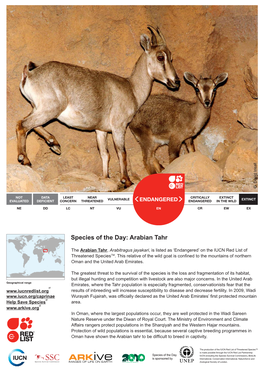 Species of the Day: Arabian Tahr