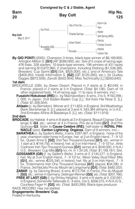 Bay Colt Barn 20 Hip No