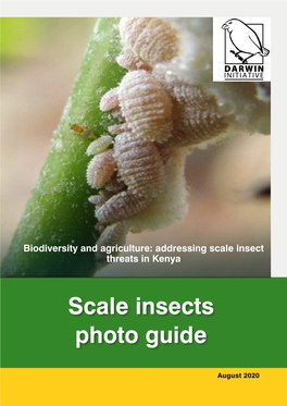 Scale Insects Photo Guide