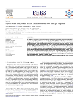 Beyond ATM: the Protein Kinase Landscape of the DNA Damage Response