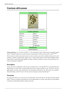 Gnetum Africanum 1 Gnetum Africanum