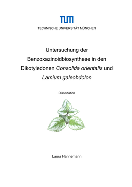 Untersuchung Der Benzoxazinoidbiosynthese in Den Dikotyledonen Consolida Orientalis Und Lamium Galeobdolon