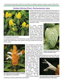 Golden Shrimp Plant, Pachystachys Lutea Golden Shrimp Plant Is an Evergreen Shrub Popular As a Landscape Plant in Tropical and Subtropical Areas