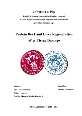 Protein Bex1 and Liver Regeneration After Tissue Damage