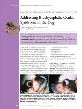 Addressing Brachycephalic Ocular Syndrome in the Dog