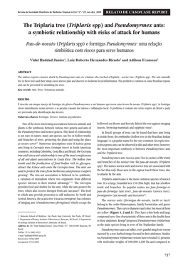 And Pseudomyrmex Ants: a Symbiotic Relationship with Risks of Attack for Humans