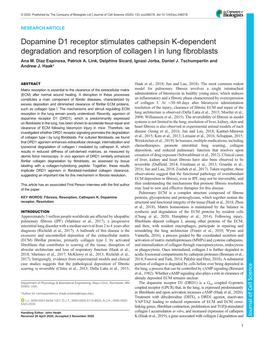 Dopamine D1 Receptor Stimulates Cathepsin K-Dependent Degradation and Resorption of Collagen I in Lung Fibroblasts Ana M