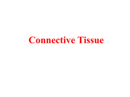 Connective Tissue Learning Objectives * Understand the Feature and Classification of the Connective Tissue