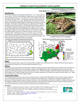 Southern Leopard Frog (Lithobates Sphenocephala)