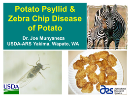 Potato Psyllid & Zebra Chip Disease of Potato