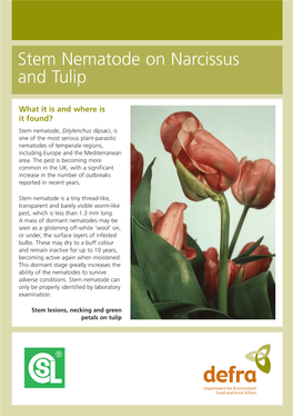 Stem Nematode of Narcissus and Tulip