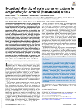 Exceptional Diversity of Opsin Expression Patterns in Neogonodactylus Oerstedii (Stomatopoda) Retinas