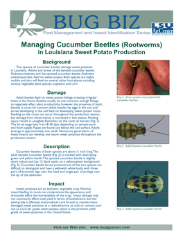 Managing Cucumber Beetles (Rootworms) in Louisiana Sweet Potato Production Background Two Species of Cucumber Beetles Damage Sweet Potatoes in Louisiana