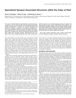 Specialized Synapse-Associated Structures Within the Calyx of Held