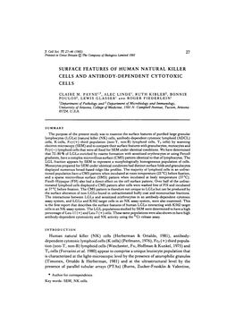 Surface Features of Human Natural Killer Cells and Antibody-Dependent Cytotoxic Cells