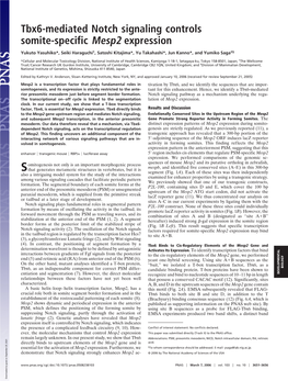 Tbx6-Mediated Notch Signaling Controls Somite-Specific Mesp2 Expression