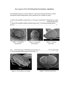 Key to Genera of New World Eupariini (Scarabaeidae: Aphodiinae) Not