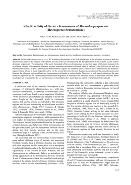 Kinetic Activity of the Sex Chromosomes of Mormidea Paupercula (Heteroptera: Pentatomidae)