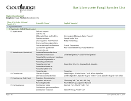 Basidiomycete Fungi Species List