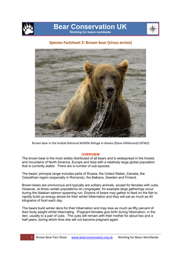 Brown Bear (Ursus Arctos)