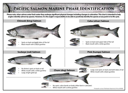 Fish Identification