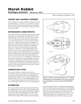 Marsh Rabbit, Sylvilagus Palustris (Lagomorpha: Florida, USA