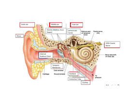 Ossicles (Malleus, Incus Stapes) Semicircular Canals Viiith Cranial Nerve Tympanic Membrane Pinna Outer Ear Middle Ear Inner