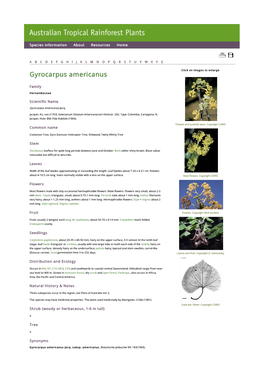 Gyrocarpus Americanus Click on Images to Enlarge