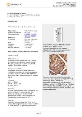 P4HB Antibody (C-Term) Purified Rabbit Polyclonal Antibody (Pab) Catalog # Ap2911b