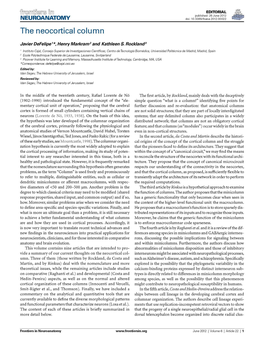 The Neocortical Column