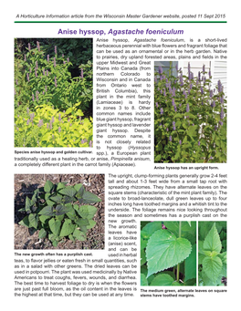 Anise Hyssop, Agastache Foeniculum