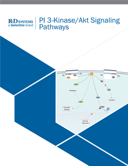 PI 3-Kinase/Akt Signaling Pathways