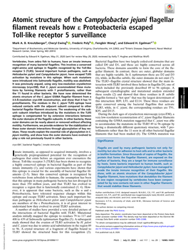 Atomic Structure of the Campylobacter Jejuni Flagellar Filament Reveals How E Proteobacteria Escaped Toll-Like Receptor 5 Surveillance