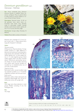 Doronicum Grandiflorum Lam