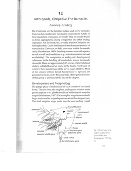 Arthropoda, Cirripedia: the Barnacles Andrew J