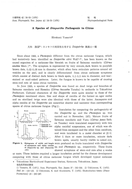 Since About 1966, a Phomopsis Different from the Citrus Melanose Ftmgus, Which Had Tentatively Been Identified As Diaporthe Citr