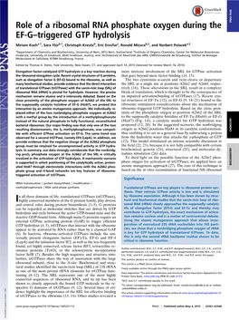 Role of a Ribosomal RNA Phosphate Oxygen During the EF-G–Triggered GTP Hydrolysis