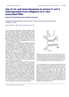 And Trans-Ribozymes to Remove 5′ and 3′ Heterogeneities from Milligrams of in Vitro Transcribed RNA Adrian R