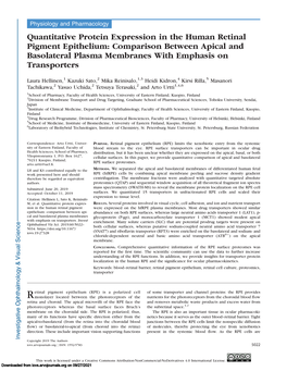 Quantitative Protein Expression in the Human Retinal Pigment Epithelium: Comparison Between Apical and Basolateral Plasma Membranes with Emphasis on Transporters