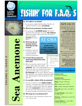 FAQ Sea Anemone