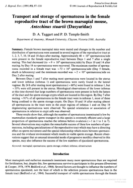 Reproductive Tract of the Brown Marsupial Mouse, Antechinus Stuartii (Dasyuridae) D
