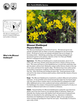 Missouri Bladderpod Is Found in Southwest Missouri and Northern Arkansas