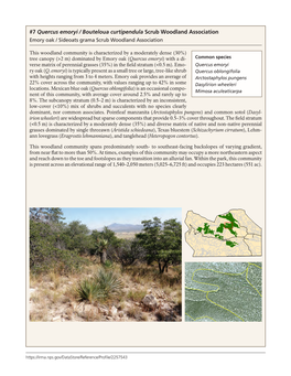 7 Quercus Emoryi / Bouteloua Curtipendula Scrub Woodland Association Emory Oak / Sideoats Grama Scrub Woodland Association
