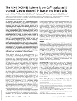 The Hsk4 (KCNN4) Isoform Is the Ca -Activated K Channel (Gardos