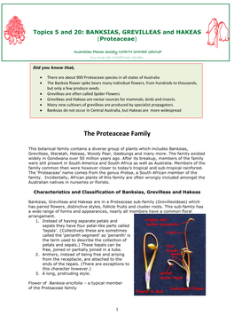 BANKSIAS, GREVILLEAS and HAKEAS (Proteaceae)