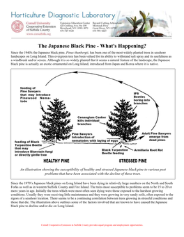 The Japanese Black Pine