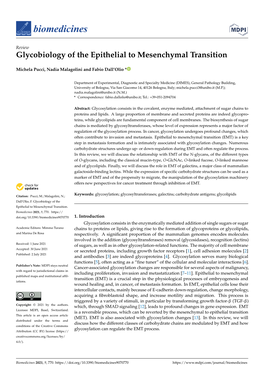 Glycobiology of the Epithelial to Mesenchymal Transition
