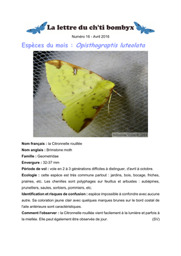 Espèces Du Mois : Opisthograptis Luteolata