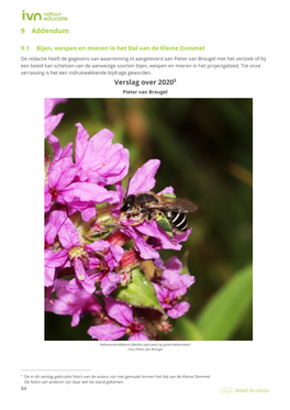 Addendum 1. Bijen, Wespen En Mieren in Het Dal Van De Kleine Dommel